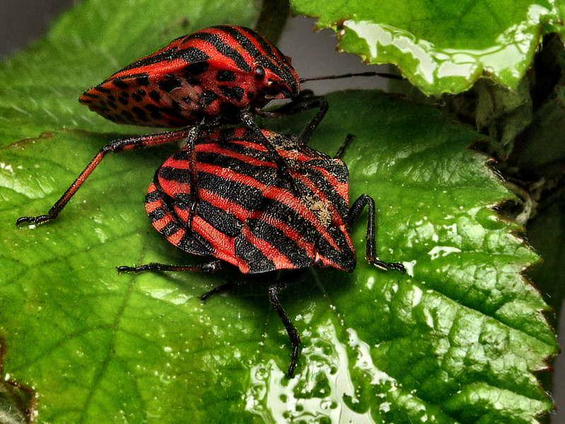 seutelere rayee-02.jpg